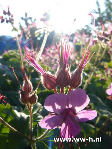 Geranium macrorrhizum ' Ingwersen's Variety ' - Klik op de afbeelding om het venster te sluiten